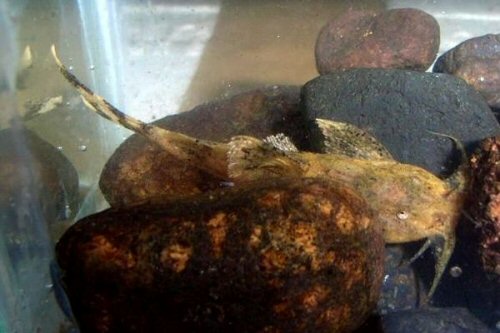 Pseudolaguvia lapillicola = Ichilampady, Karnataka, India