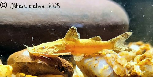 Pseudolaguvia permaris