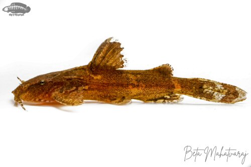 Pseudolaguvia permaris