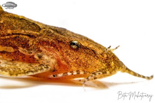 Pseudolaguvia permaris = head view