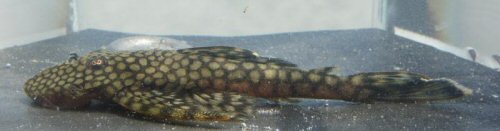Pseudolithoxus kinja