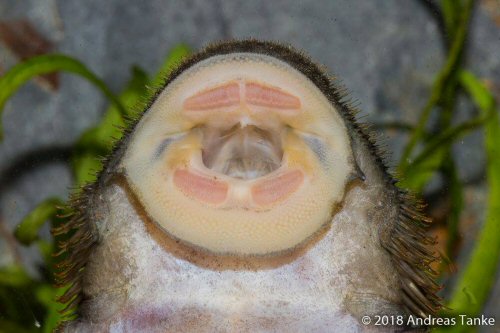 Pseudolithoxus kinja = mouth view