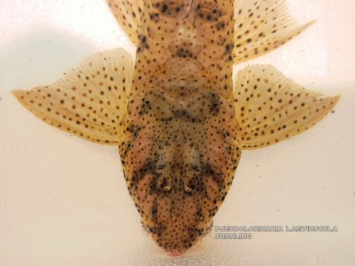 Pseudoloricaria laeviuscula = dorsal head view