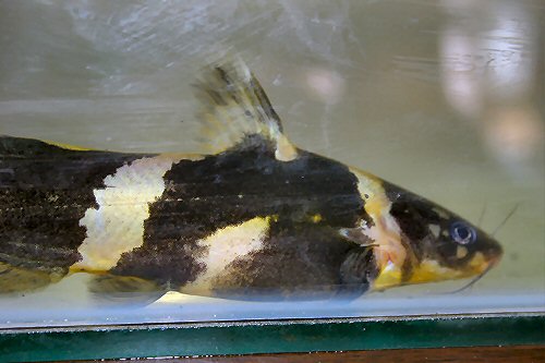 Pseudomystus siamensis