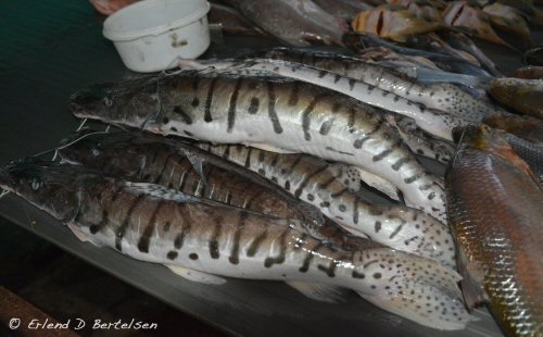 Pseudoplatystoma magdaleniatum = Fish market in Neiva (Colombia)
