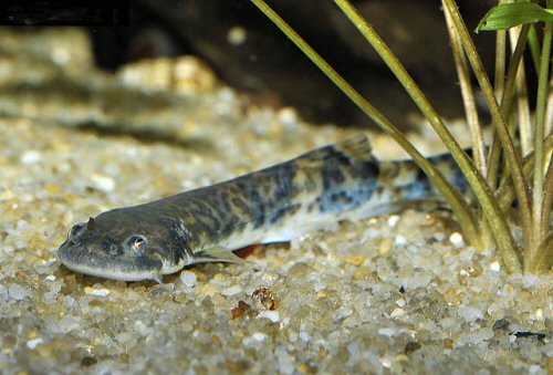 Pseudostegophilus nemurus