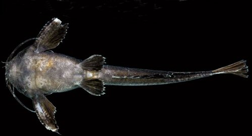 Pterobunocephalus depressus = ventral view