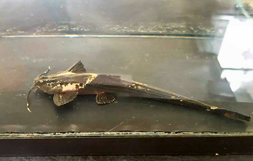 Pterobunocephalus depressus