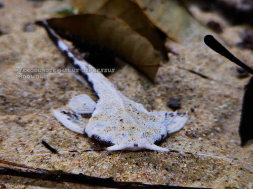 Pterobunocephalus depressus = head view