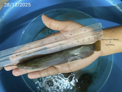 Pterocryptis subrisa = Chittagong region, Bangladesh 