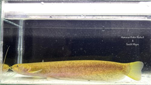 Pterocryptis subrisa = Chittagong region, Bangladesh 