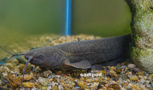 Pterocryptis subrisa