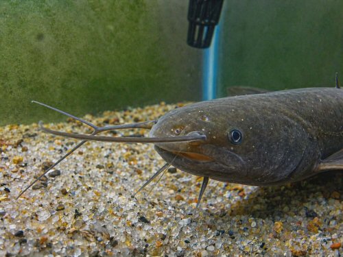Pterocryptis subrisa = head view