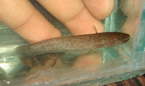 Pterocryptis wynaadensis