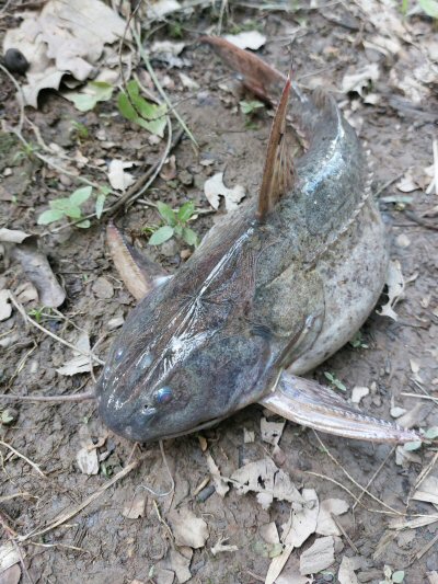 Pterodoras rivasi = Villanueva, Casanare, Colombia