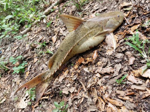 Pterodoras rivasi = Villanueva, Casanare, Colombia