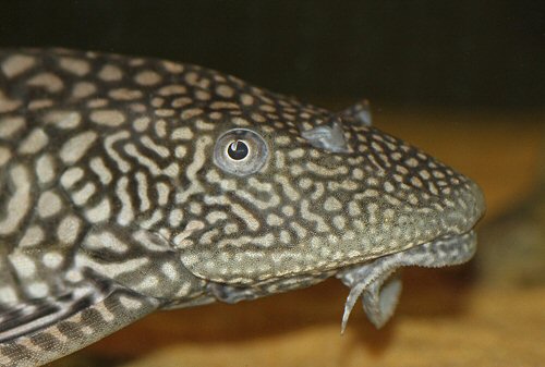 Pterygoplichthys ambrosettii  = head view