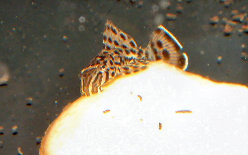 Pterygoplichthys punctatus = juvenile