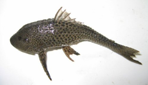 Pterygoplichthys undecimalis