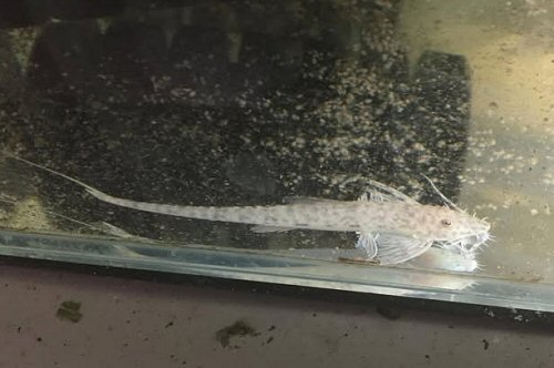 Rhadinoloricaria condei