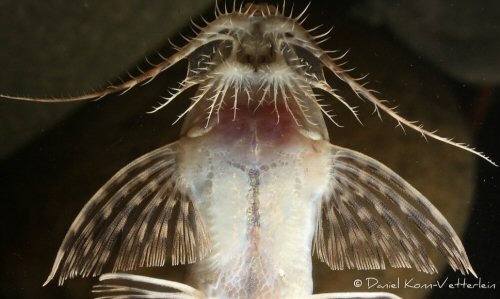Rhadinoloricaria sp. “Caqueta” = mouth view