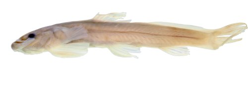 Rhicron rhicron = holotype-lateral view