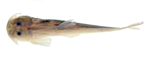 Rhicron rhicron = Holotype-dorsal view