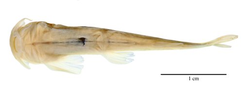 Rhicron rhicron = Holotype-ventral view