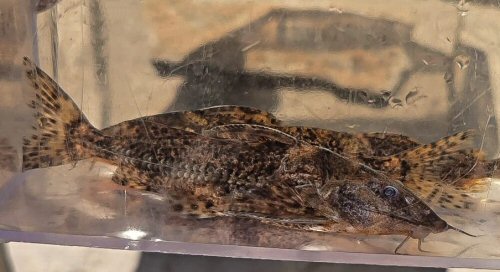 Rhinodoras sp. "Tocantins"