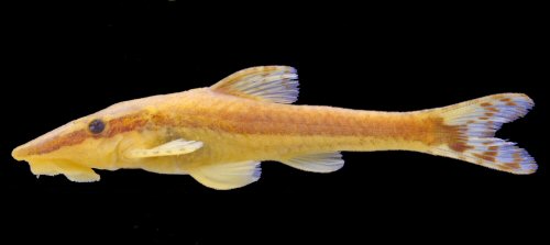 Rhinotocinclus acuen = Female, córrego Trinta, tributary to rio Suaizinho on road BR-153 between Alô Brasil and Ribeirão Cascalheira, Ribeirão Cascalheira, Mato Grosso, Brazil