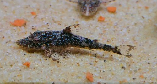 Rhinotocinclus longirostris