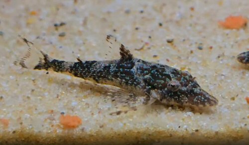 Rhinotocinclus longirostris