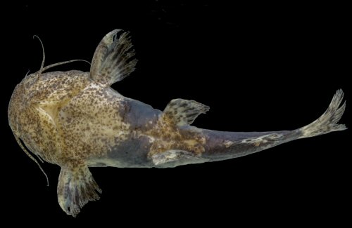 Rhyacoglanis beninei = Ventral view-from córrego Jussara, an affluent of Jamanxim River, Tapajós River basin