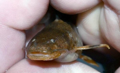 Rhyacoglanis pulcher = head view