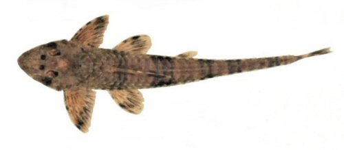 Rineloricaria baliola