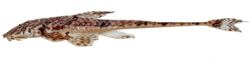 Rineloricaria buckupi = Holotype-Brazil, Macaé, Macaé River