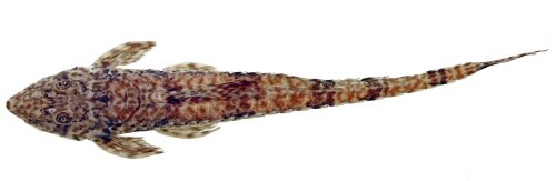 Rineloricaria buckupi = Dorsal view-holotype-Brazil, Macaé, Macaé River