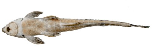 Rineloricaria buckupi = Ventral view-holotype-Brazil, Macaé, Macaé River