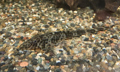 Rineloricaria daraha