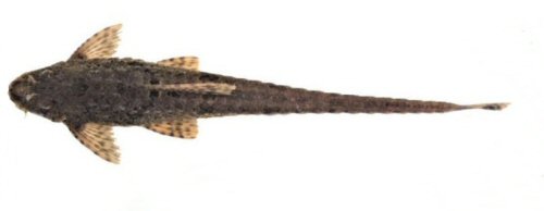 Rineloricaria isaaci = dorsal view