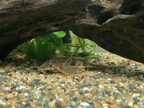 Rineloricaria morrowi