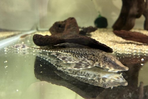 Rineloricaria platyura