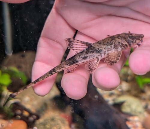 Rineloricaria sp. (1)