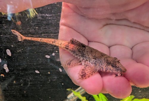 Rineloricaria sp. (1)