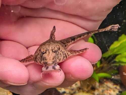 Rineloricaria sp. (1) = head view
