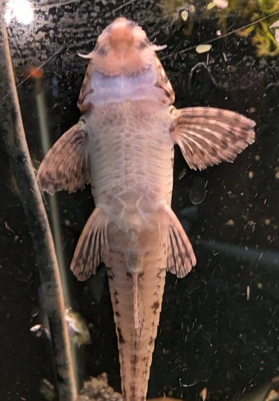 Rineloricaria sp. (1) = ventral view