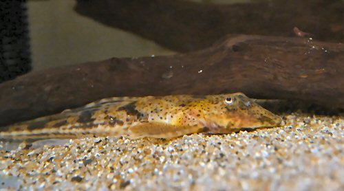 Rineloricaria sp. 'Puerto Ayacucho'