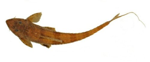 Rineloricaria stellata = dorsal view
