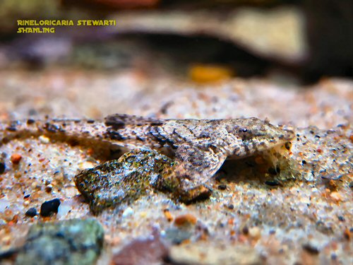Rineloricaria stewarti