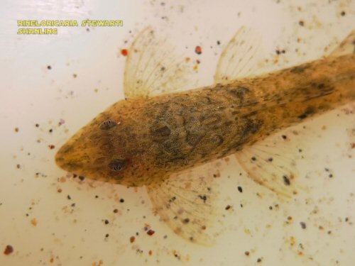 Rineloricaria stewarti = dorsal view